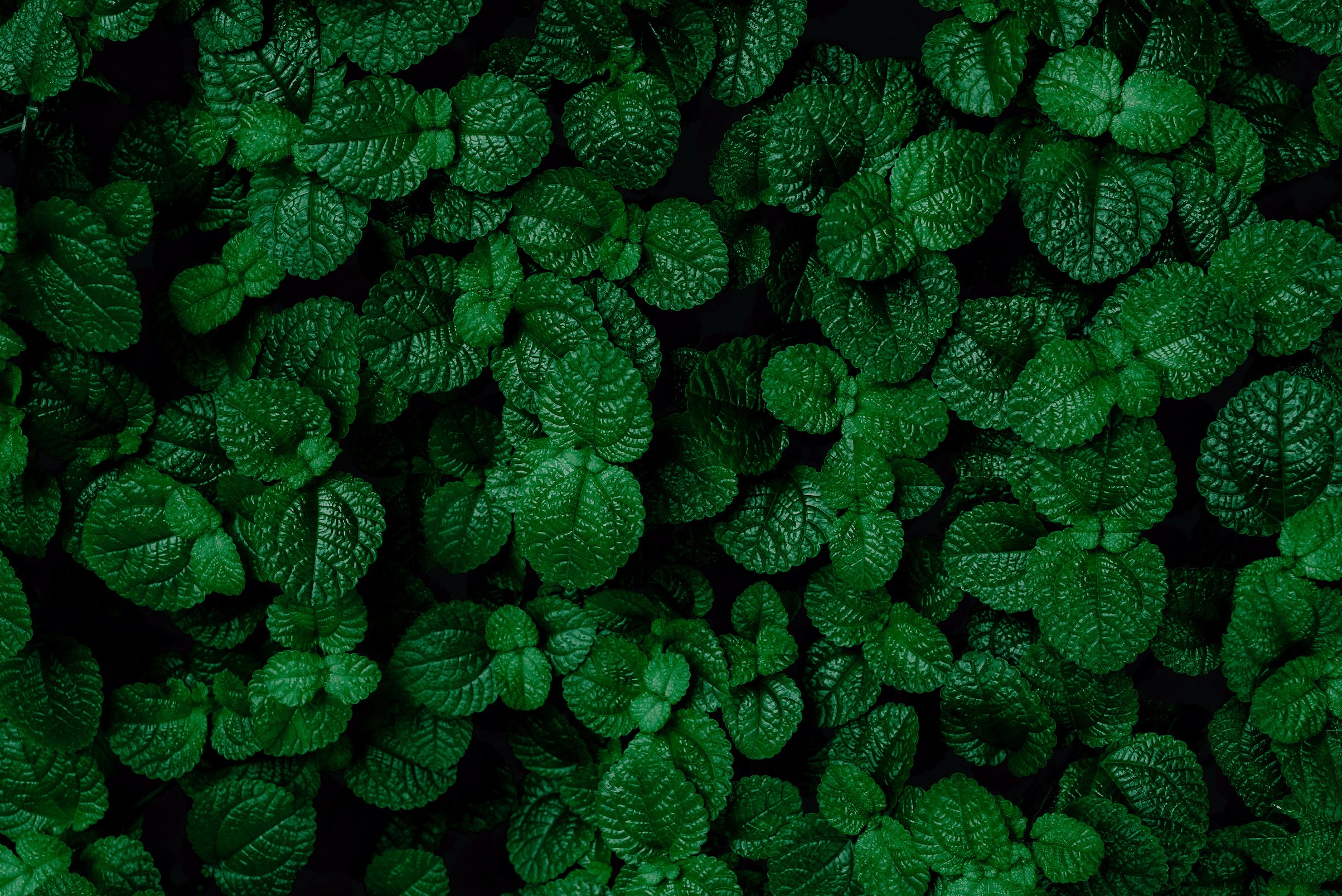 Green Mint Plant Background. Menthol Texture